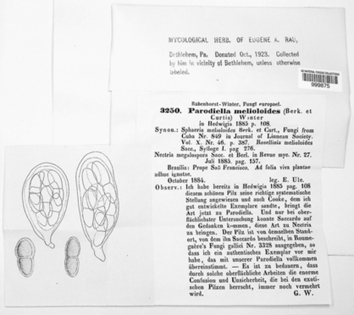 Perisporiopsis melioloides image